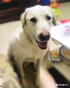 一个狗狗最新爆料视频在线观看,揭秘宠物界的秘密生活  第3张